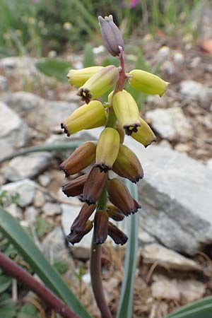 Muscari macrocarpum \ Gro&szlig;fr&uuml;chtige Traubenhyazinthe / Yellow Grape Hyacinth, Samos Spatharei 17.4.2017