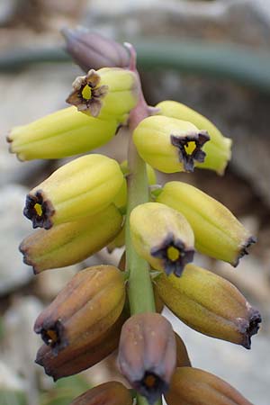 Muscari macrocarpum \ Gro&szlig;fr&uuml;chtige Traubenhyazinthe / Yellow Grape Hyacinth, Samos Spatharei 17.4.2017