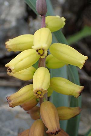 Muscari macrocarpum \ Gro&szlig;fr&uuml;chtige Traubenhyazinthe / Yellow Grape Hyacinth, Samos Spatharei 17.4.2017