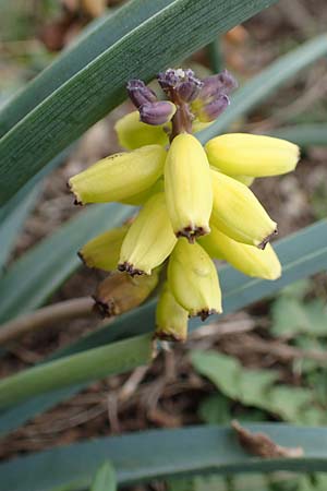 Muscari macrocarpum \ Gro&szlig;fr&uuml;chtige Traubenhyazinthe / Yellow Grape Hyacinth, Samos Spatharei 17.4.2017