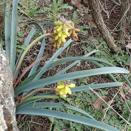 Muscari macrocarpum \ Gro&szlig;fr&uuml;chtige Traubenhyazinthe / Yellow Grape Hyacinth, Samos Spatharei 17.4.2017