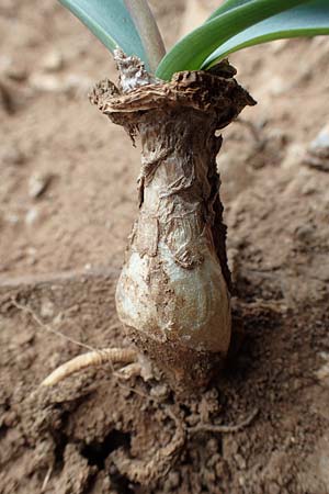 Muscari macrocarpum \ Gro&szlig;fr&uuml;chtige Traubenhyazinthe / Yellow Grape Hyacinth, Samos Spatharei 17.4.2017