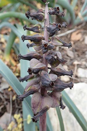 Muscari macrocarpum \ Gro&szlig;fr&uuml;chtige Traubenhyazinthe / Yellow Grape Hyacinth, Samos Spatharei 17.4.2017