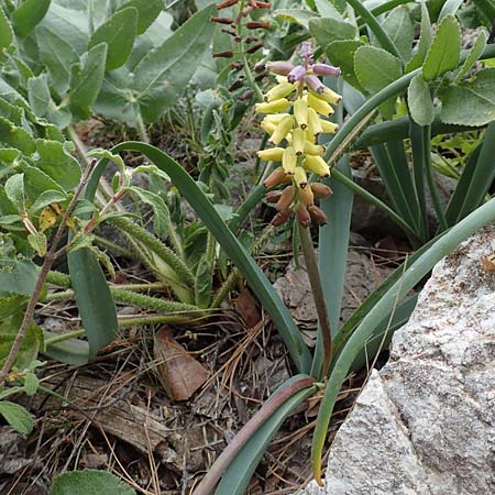 Muscari macrocarpum \ Gro&szlig;fr&uuml;chtige Traubenhyazinthe / Yellow Grape Hyacinth, Samos Spatharei 17.4.2017