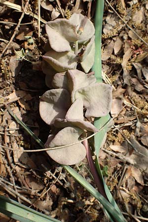 Muscari macrocarpum \ Gro&szlig;fr&uuml;chtige Traubenhyazinthe / Yellow Grape Hyacinth, Samos Spatharei 17.4.2017
