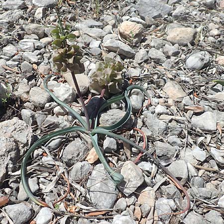 Muscari macrocarpum \ Gro&szlig;fr&uuml;chtige Traubenhyazinthe / Yellow Grape Hyacinth, Samos Limnionas 18.4.2017