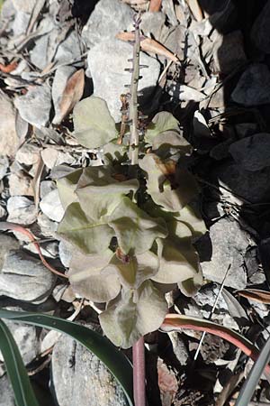 Muscari macrocarpum \ Gro&szlig;fr&uuml;chtige Traubenhyazinthe / Yellow Grape Hyacinth, Samos Limnionas 18.4.2017