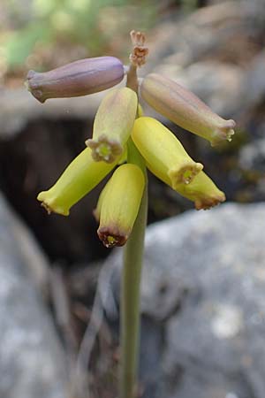 Muscari macrocarpum \ Gro&szlig;fr&uuml;chtige Traubenhyazinthe / Yellow Grape Hyacinth, Samos Kallithea 18.4.2017