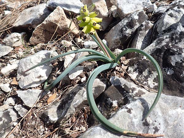 Muscari macrocarpum \ Gro&szlig;fr&uuml;chtige Traubenhyazinthe / Yellow Grape Hyacinth, Samos Kallithea 18.4.2017