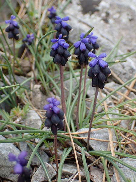 Muscari kerkis \ Kerkis-Traubenhyazinthe / Kerkis Hyacinth, Samos Lazaros in Mt.  Ambelos 12.4.2017