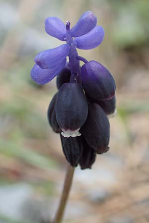 Muscari kerkis \ Kerkis-Traubenhyazinthe / Kerkis Hyacinth, Samos Lazaros in Mt.  Ambelos 12.4.2017