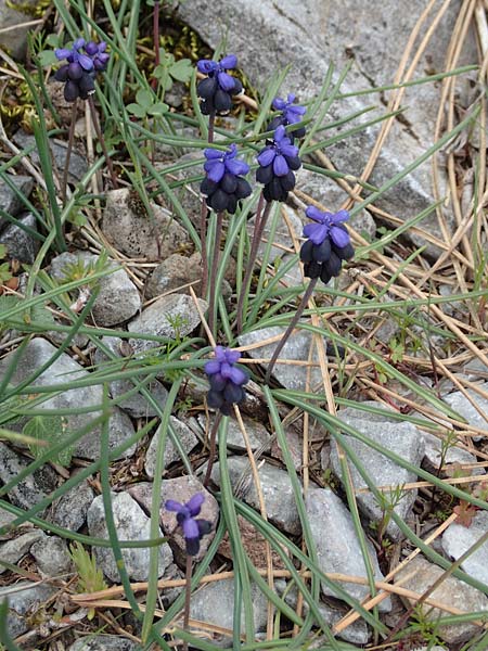 Muscari kerkis \ Kerkis-Traubenhyazinthe / Kerkis Hyacinth, Samos Lazaros in Mt.  Ambelos 12.4.2017