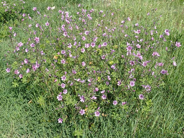 Malva sylvestris \ Wilde Malve, Groe Ksepappel / Common Mallow, Samos Ireon 13.4.2017