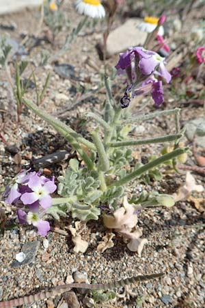 Matthiola sinuata \ Gebuchtete Levkoje / Sea Stock, Samos Ireon 13.4.2017