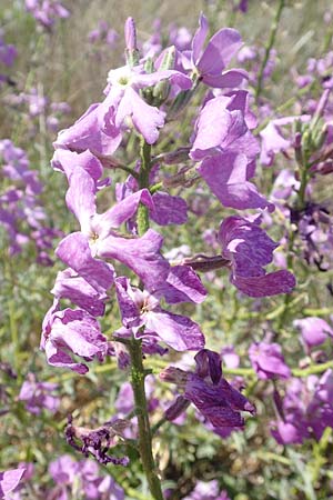 Matthiola sinuata \ Gebuchtete Levkoje / Sea Stock, Samos Mykali 19.4.2017