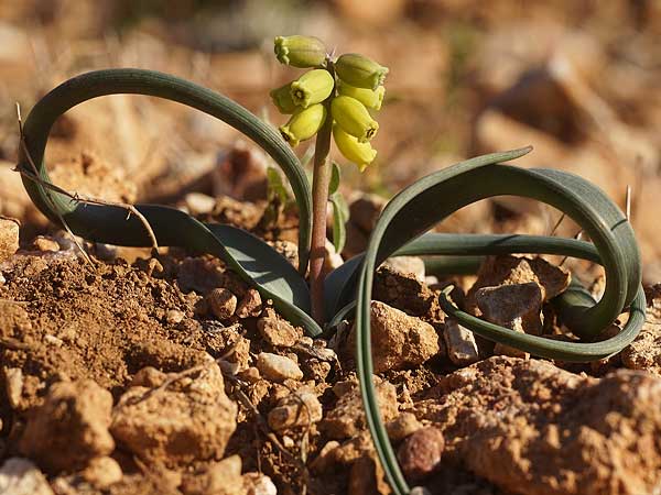 Muscari macrocarpum \ Gro&szlig;fr&uuml;chtige Traubenhyazinthe / Yellow Grape Hyacinth, Samos Westen/West 13.4.2022 (Photo: Helmut Presser)