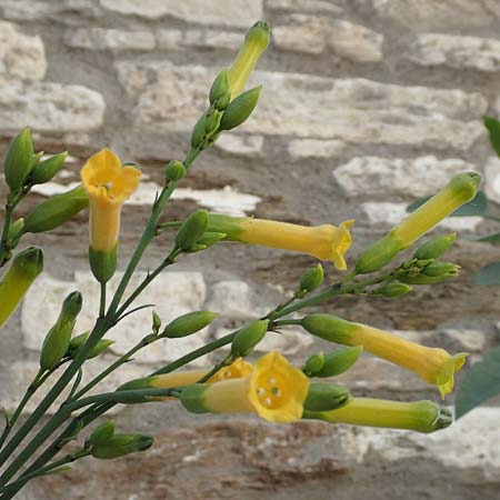 Nicotiana glauca \ Blaugrner Tabak, Baum-Tabak / Tree Tobacco, Samos Myloi 13.4.2017