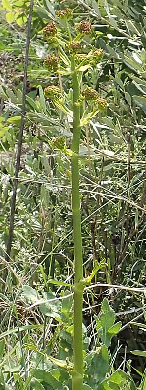 Opopanax hispidus \ Borstige Heilwurz / Hispid Sweet Myrrh, Samos Spatharei 17.4.2017