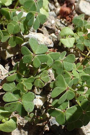 Oxalis corniculata var. corniculata \ Hornfrchtiger Sauerklee / Procumbent Yellow Sorrel, Samos Moni Zoni 11.4.2017