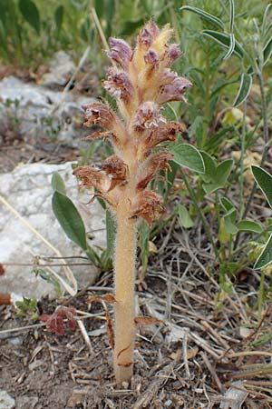Orobanche crenata \ Gez&auml;hnelte Sommerwurz, Kerbige Sommerwurz / Carnation-scented Broomrape, Samos Spatharei 17.4.2017
