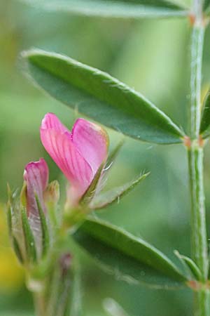 Onobrychis caput-galli \ Hahnenkopf-Esparsette, Samos Potami 15.4.2017