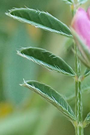 Onobrychis caput-galli \ Hahnenkopf-Esparsette, Samos Potami 15.4.2017