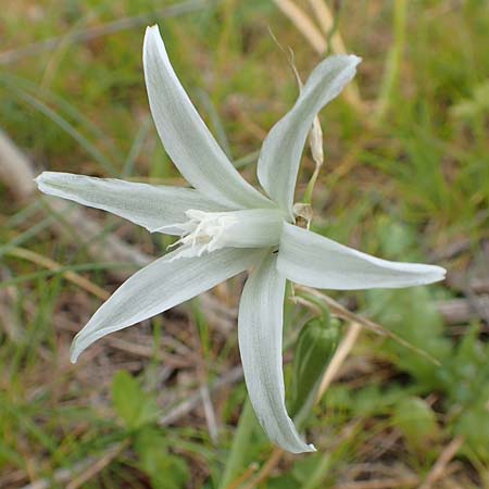 Ornithogalum boucheanum \ Bouch-Milchstern / Bouch's Star of Bethlehem, Samos Spatharei 17.4.2017