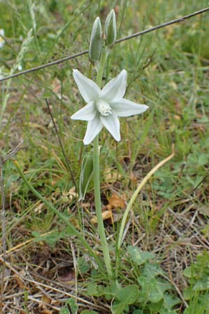 Ornithogalum boucheanum \ Bouch-Milchstern / Bouch's Star of Bethlehem, Samos Spatharei 17.4.2017