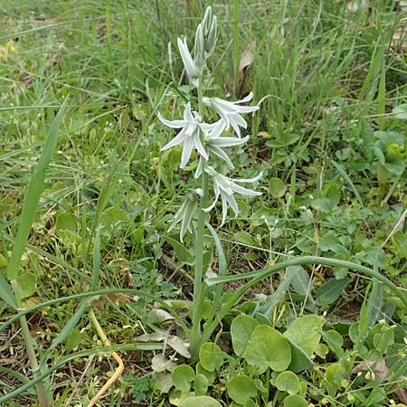 Ornithogalum boucheanum \ Bouch-Milchstern / Bouch's Star of Bethlehem, Samos Spatharei 17.4.2017