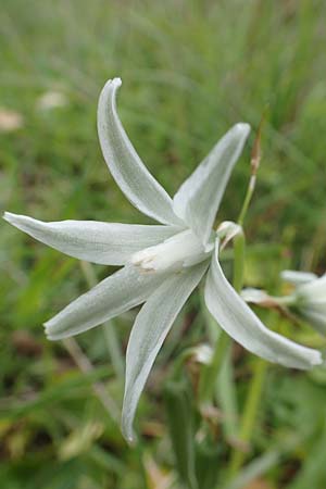 Ornithogalum boucheanum \ Bouch-Milchstern / Bouch's Star of Bethlehem, Samos Spatharei 17.4.2017