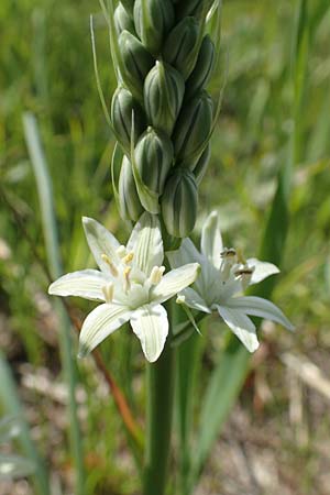 Ornithogalum narbonense \ Berg-Milchstern / Pyramidal Star of Bethlehem, Samos Mykali 19.4.2017
