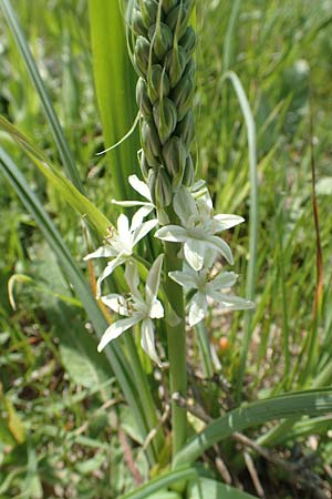 Ornithogalum narbonense \ Berg-Milchstern / Pyramidal Star of Bethlehem, Samos Mykali 19.4.2017