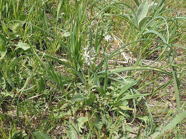 Ornithogalum narbonense \ Berg-Milchstern / Pyramidal Star of Bethlehem, Samos Mykali 19.4.2017