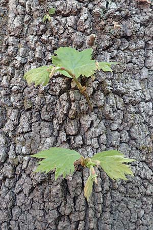 Platanus orientalis \ Orientalische Platane / Oriental Plane-Tree, Samos Ambelos 14.4.2017