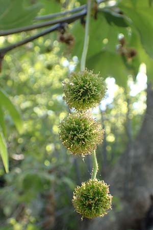 Platanus orientalis \ Orientalische Platane / Oriental Plane-Tree, Samos Ambelos 14.4.2017