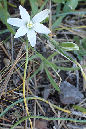 Ornithogalum armeniacum \ Armenischer Milchstern / Armenian Star of Bethlehem, Samos Zoodochos Pigi 11.4.2017