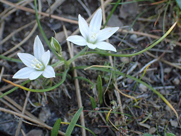 Ornithogalum armeniacum \ Armenischer Milchstern / Armenian Star of Bethlehem, Samos Zoodochos Pigi 11.4.2017