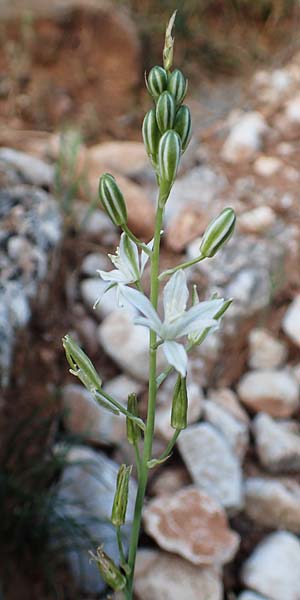 Ornithogalum narbonense \ Berg-Milchstern / Pyramidal Star of Bethlehem, Samos Potami 15.4.2017