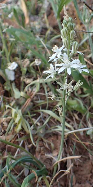 Ornithogalum narbonense \ Berg-Milchstern / Pyramidal Star of Bethlehem, Samos Potami 15.4.2017