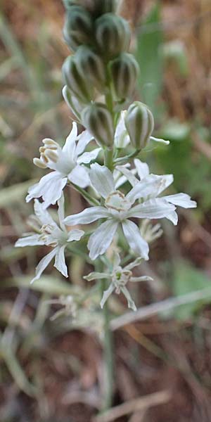 Ornithogalum narbonense \ Berg-Milchstern / Pyramidal Star of Bethlehem, Samos Potami 15.4.2017