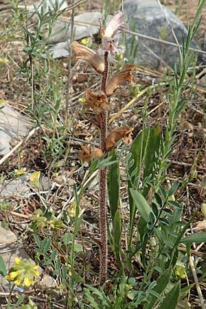 Orobanche crenata \ Gez&auml;hnelte Sommerwurz, Kerbige Sommerwurz / Carnation-scented Broomrape, Samos Psili Ammos 16.4.2017