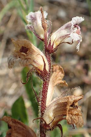 Orobanche crenata \ Gez&auml;hnelte Sommerwurz, Kerbige Sommerwurz / Carnation-scented Broomrape, Samos Psili Ammos 16.4.2017