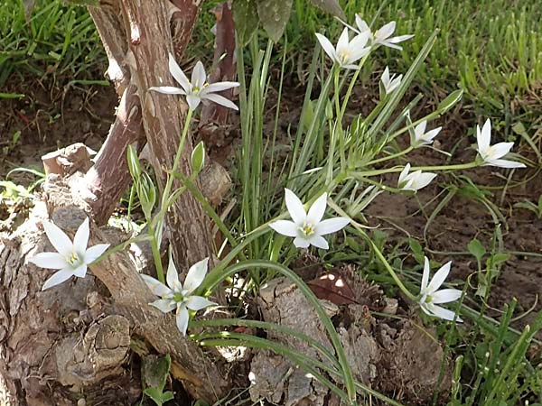 Ornithogalum umbellatum agg. \ Dolden-Milchstern / White Star of Bethlehem, Samos Zoodochos Pigi 11.4.2017