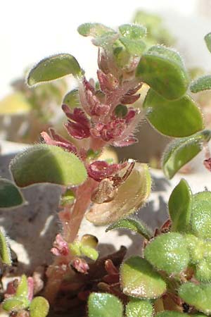 Parietaria cretica \ Kretisches Glaskraut / Cretan Pellitory-of-the-Wall, Samos Mykali 19.4.2017