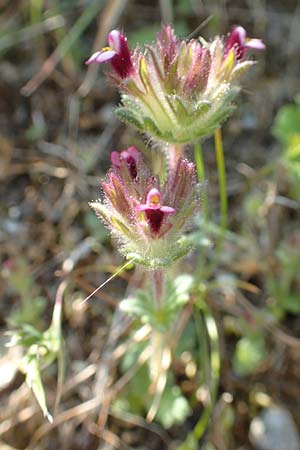 Parentucellia latifolia \ Breitbl�ttrige Parentucellia / Broadleaf Glandweed, Samos Stavrinides 14.4.2017