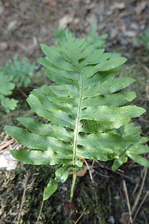 Polypodium cambricum \ Sdlicher Tpfelfarn / Southern Polypody, Samos Ambelos 14.4.2017