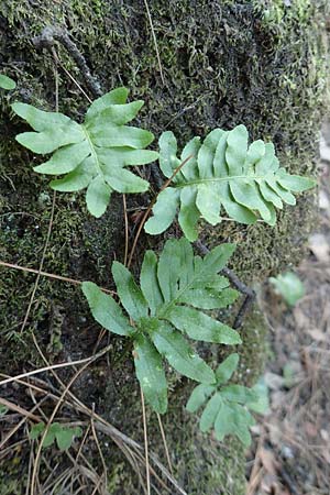Polypodium cambricum \ Sdlicher Tpfelfarn / Southern Polypody, Samos Ambelos 14.4.2017