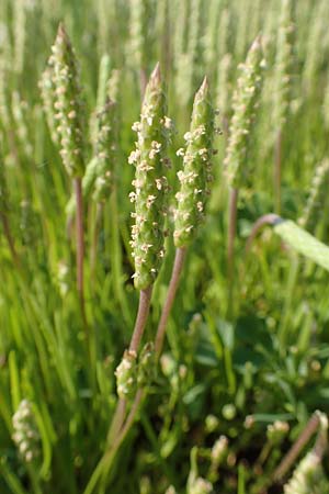 Plantago coronopus subsp. coronopus \ Krhenfu-Wegerich / Buck's-horn Plantain, Samos Psili Ammos 16.4.2017