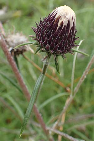 Ptilostemon chamaepeuce \ Scheinfichten-Elfenbeindistel, Samos Spatharei 17.4.2017