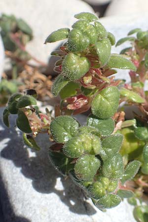 Parietaria cretica \ Kretisches Glaskraut / Cretan Pellitory-of-the-Wall, Samos Mykali 19.4.2017